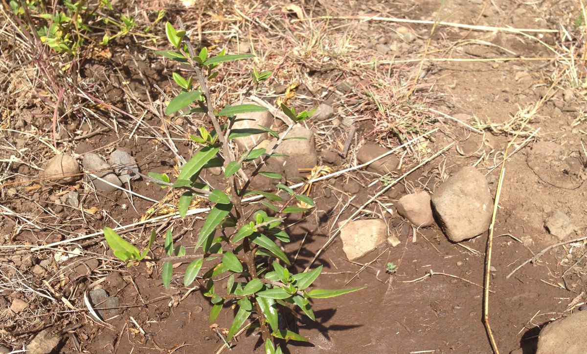 Indigenous olive