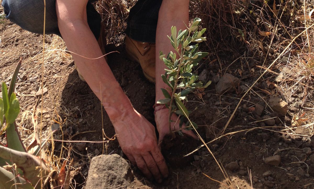 Planting an olive tree